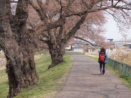 1340282613-3054884846 Ogawara-一目千本櫻 白石川堤賞花苞....殘念(2012東北秘湯追櫻之旅Day4-1)