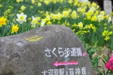 1345863033-652024392 2012東北秘湯追櫻之旅