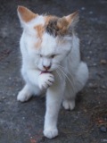1351324688-2180815825 瑞芳-侯硐 貓貓貓貓貓  這裡有的是貓