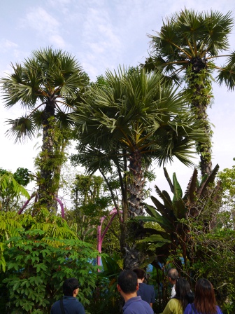 1358437437-228363739 Singapore-Gardens By the Bay濱海灣植物園