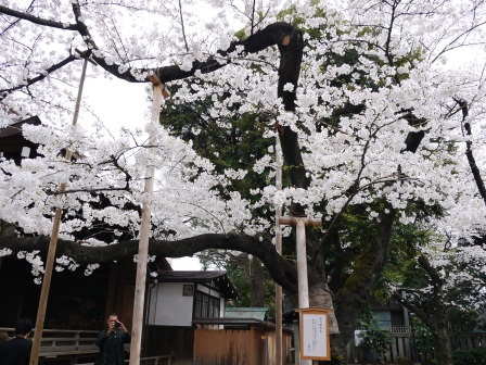 1364222631-2428289441 Kudanshita-櫻花祭始於靖國神社櫻花標本木(2013お花見之一)