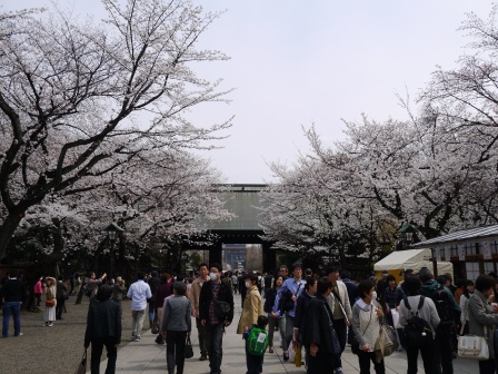 1364222651-1363286291 Kudanshita-櫻花祭始於靖國神社櫻花標本木(2013お花見之一)