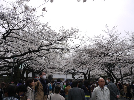 1364265319-2338612852 Kudanshita-千鳥ケ淵緑道櫻花祭 給學子最美麗的祝福(2013お花見之二)
