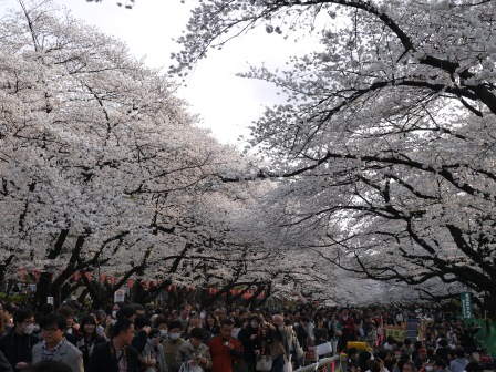 Ueno 沉醉在上野公園滿開的櫻花繽紛無法計畫的祭典 13お花見之三 茶香草 天空飛行 Ueno 沉醉在上野公園滿開的櫻花繽紛無法計畫的祭典 13お花見之三 茶香草 天空飛行