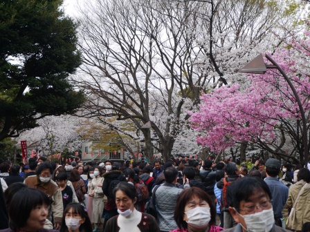 1364566746-1328406182 Ueno-沉醉在上野公園 滿開的櫻花繽紛 無法計畫的祭典(2013お花見之三)