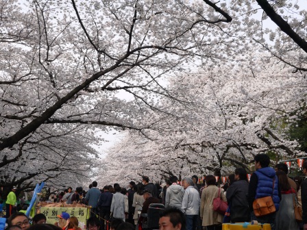1364566750-1278731865 Ueno-沉醉在上野公園 滿開的櫻花繽紛 無法計畫的祭典(2013お花見之三)