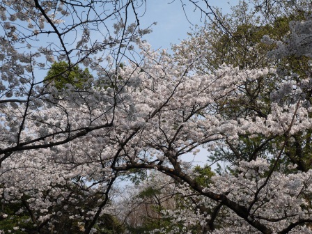 1364566751-3492615717 Ueno-沉醉在上野公園 滿開的櫻花繽紛 無法計畫的祭典(2013お花見之三)