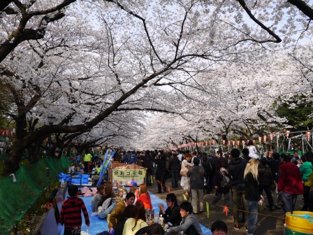 1364566752-2788308783 Ueno-沉醉在上野公園 滿開的櫻花繽紛 無法計畫的祭典(2013お花見之三)