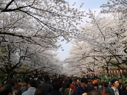 1364566756-1649905695 Ueno-沉醉在上野公園 滿開的櫻花繽紛 無法計畫的祭典(2013お花見之三)