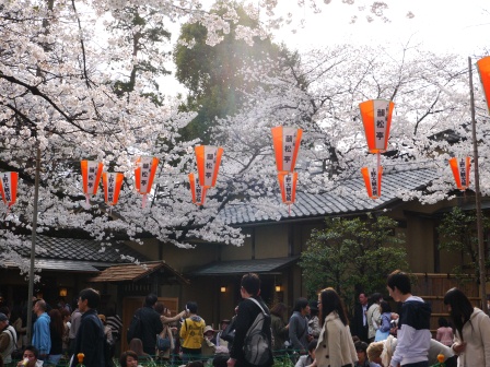 1364566756-2459013122 Ueno-沉醉在上野公園 滿開的櫻花繽紛 無法計畫的祭典(2013お花見之三)