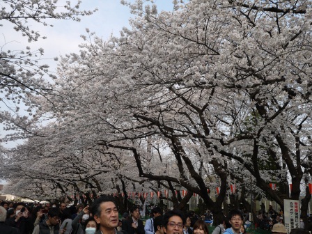 1364566757-1513062952 Ueno-沉醉在上野公園 滿開的櫻花繽紛 無法計畫的祭典(2013お花見之三)