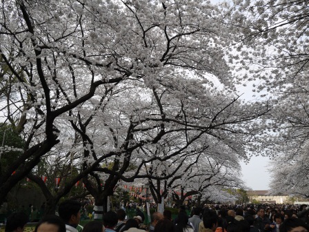 1364566757-73386521 Ueno-沉醉在上野公園 滿開的櫻花繽紛 無法計畫的祭典(2013お花見之三)