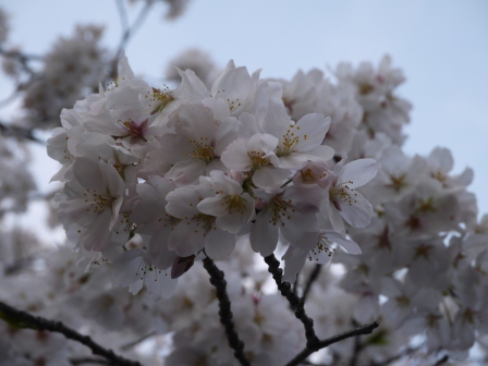 1364566758-1744633257 Ueno-沉醉在上野公園 滿開的櫻花繽紛 無法計畫的祭典(2013お花見之三)