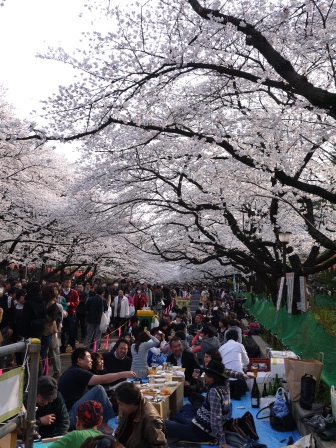 1364566759-2185475754 Ueno-沉醉在上野公園 滿開的櫻花繽紛 無法計畫的祭典(2013お花見之三)