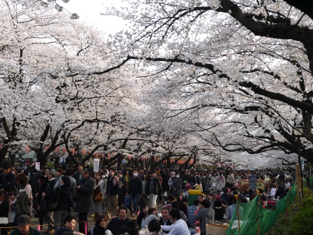 1364566759-4199791085 Ueno-沉醉在上野公園 滿開的櫻花繽紛 無法計畫的祭典(2013お花見之三)