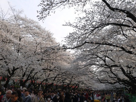 1364566759-970701507 Ueno-沉醉在上野公園 滿開的櫻花繽紛 無法計畫的祭典(2013お花見之三)