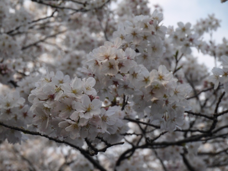 1364566760-3080111848 Ueno-沉醉在上野公園 滿開的櫻花繽紛 無法計畫的祭典(2013お花見之三)