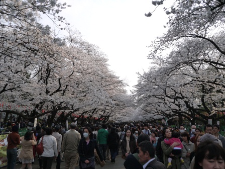1364566761-615786453 Ueno-沉醉在上野公園 滿開的櫻花繽紛 無法計畫的祭典(2013お花見之三)