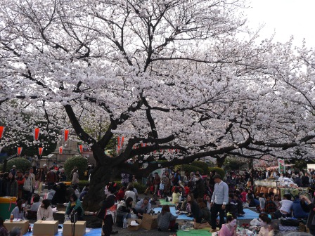 1364566764-3066426663 Ueno-沉醉在上野公園 滿開的櫻花繽紛 無法計畫的祭典(2013お花見之三)
