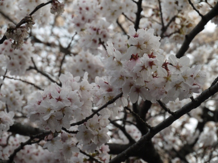 1364566767-4059267138 Ueno-沉醉在上野公園 滿開的櫻花繽紛 無法計畫的祭典(2013お花見之三)