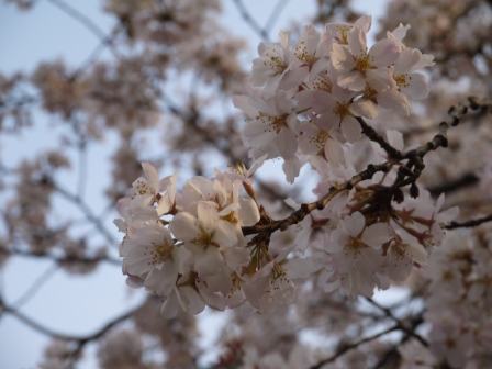 1364566768-4217441593 Ueno-沉醉在上野公園 滿開的櫻花繽紛 無法計畫的祭典(2013お花見之三)