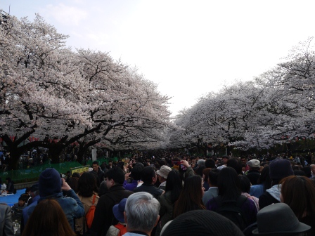 1364566770-3069243751 Ueno-沉醉在上野公園 滿開的櫻花繽紛 無法計畫的祭典(2013お花見之三)