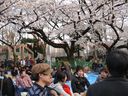 1364566770-3190970356 Ueno-沉醉在上野公園 滿開的櫻花繽紛 無法計畫的祭典(2013お花見之三)