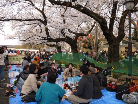 1364566771-3882681304 Ueno-沉醉在上野公園 滿開的櫻花繽紛 無法計畫的祭典(2013お花見之三)