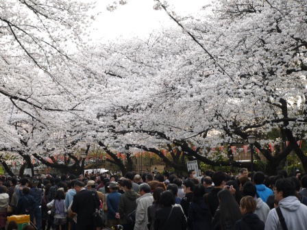 1364566774-1035346911 Ueno-沉醉在上野公園 滿開的櫻花繽紛 無法計畫的祭典(2013お花見之三)