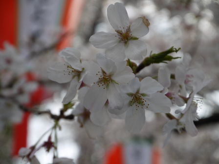 1364566774-2746968469 Ueno-沉醉在上野公園 滿開的櫻花繽紛 無法計畫的祭典(2013お花見之三)