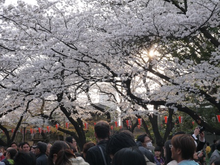 1364566776-2175581478 Ueno-沉醉在上野公園 滿開的櫻花繽紛 無法計畫的祭典(2013お花見之三)