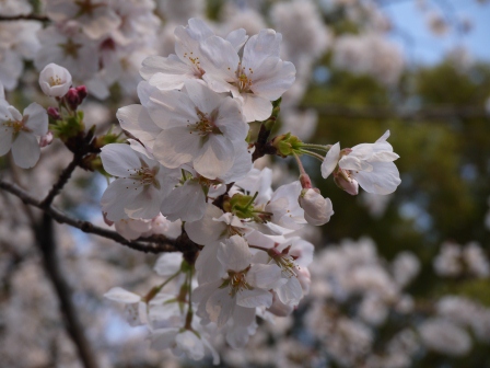 1364566784-555797757 Ueno-沉醉在上野公園 滿開的櫻花繽紛 無法計畫的祭典(2013お花見之三)