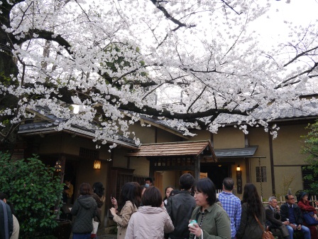 1364566785-2052446366 Ueno-沉醉在上野公園 滿開的櫻花繽紛 無法計畫的祭典(2013お花見之三)