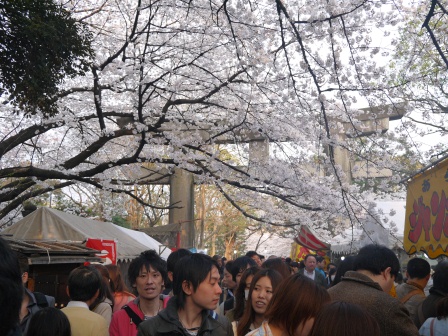 1364566786-493796717 Ueno-沉醉在上野公園 滿開的櫻花繽紛 無法計畫的祭典(2013お花見之三)
