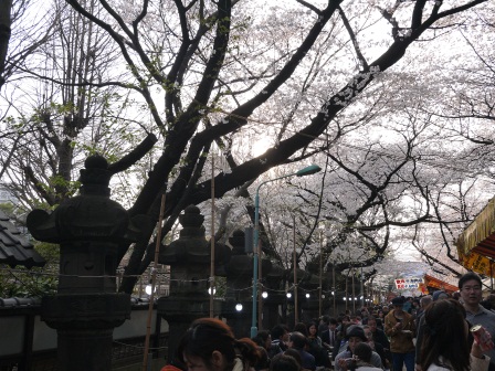 1364566787-2911920948 Ueno-沉醉在上野公園 滿開的櫻花繽紛 無法計畫的祭典(2013お花見之三)