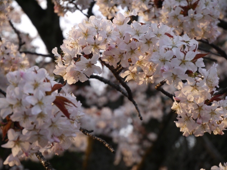1364566789-3250408036 Ueno-沉醉在上野公園 滿開的櫻花繽紛 無法計畫的祭典(2013お花見之三)