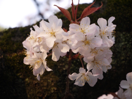 1364566790-3590802853 Ueno-沉醉在上野公園 滿開的櫻花繽紛 無法計畫的祭典(2013お花見之三)