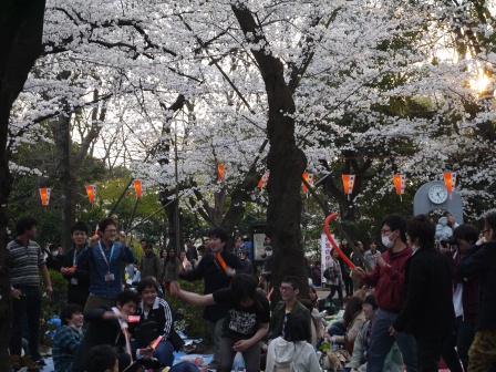 1364566799-4284950004 Ueno-沉醉在上野公園 滿開的櫻花繽紛 無法計畫的祭典(2013お花見之三)