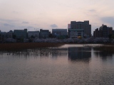 1364566805-1482321254 Ueno-沉醉在上野公園 滿開的櫻花繽紛 無法計畫的祭典(2013お花見之三)