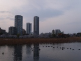 1364566805-490474430 Ueno-沉醉在上野公園 滿開的櫻花繽紛 無法計畫的祭典(2013お花見之三)
