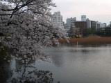 1364566806-2160141227 Ueno-沉醉在上野公園 滿開的櫻花繽紛 無法計畫的祭典(2013お花見之三)