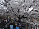 1364566807-839711970 Ueno-沉醉在上野公園 滿開的櫻花繽紛 無法計畫的祭典(2013お花見之三)