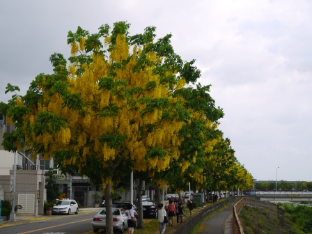 新凍嫩仙草25