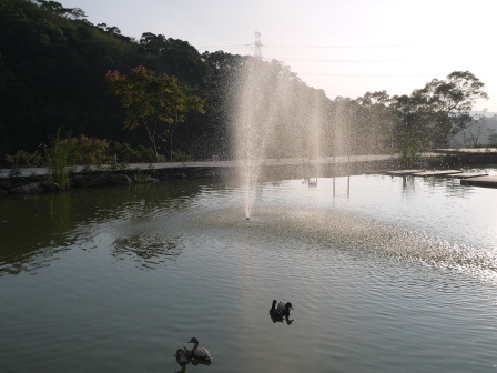 1384598351-842303286 芎林-心鮮森林 總覺得少了點什麼的鄉村風庭園