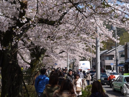1397747448-347831697 Kyoto-哲學之道 夢幻櫻花步道 櫻花就是要這樣賞啊!!