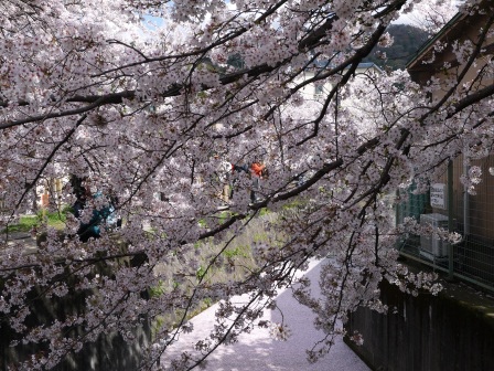 1397747453-163942947 Kyoto-哲學之道 夢幻櫻花步道 櫻花就是要這樣賞啊!!