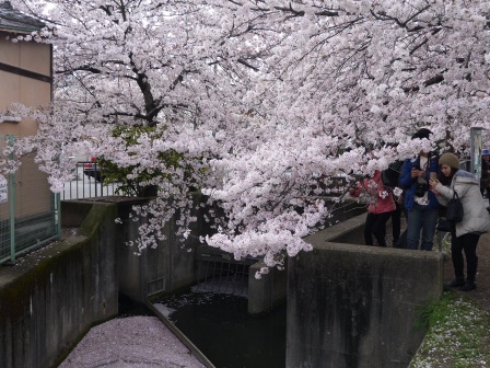1397747457-2745162036 Kyoto-哲學之道 夢幻櫻花步道 櫻花就是要這樣賞啊!!