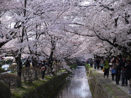 1397747464-2980031415 Kyoto-哲學之道 夢幻櫻花步道 櫻花就是要這樣賞啊!!