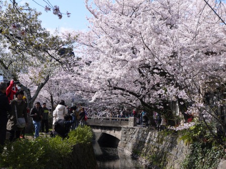 1397747468-216044945 Kyoto-哲學之道 夢幻櫻花步道 櫻花就是要這樣賞啊!!
