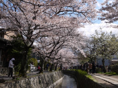 1397747470-2224056779 Kyoto-哲學之道 夢幻櫻花步道 櫻花就是要這樣賞啊!!